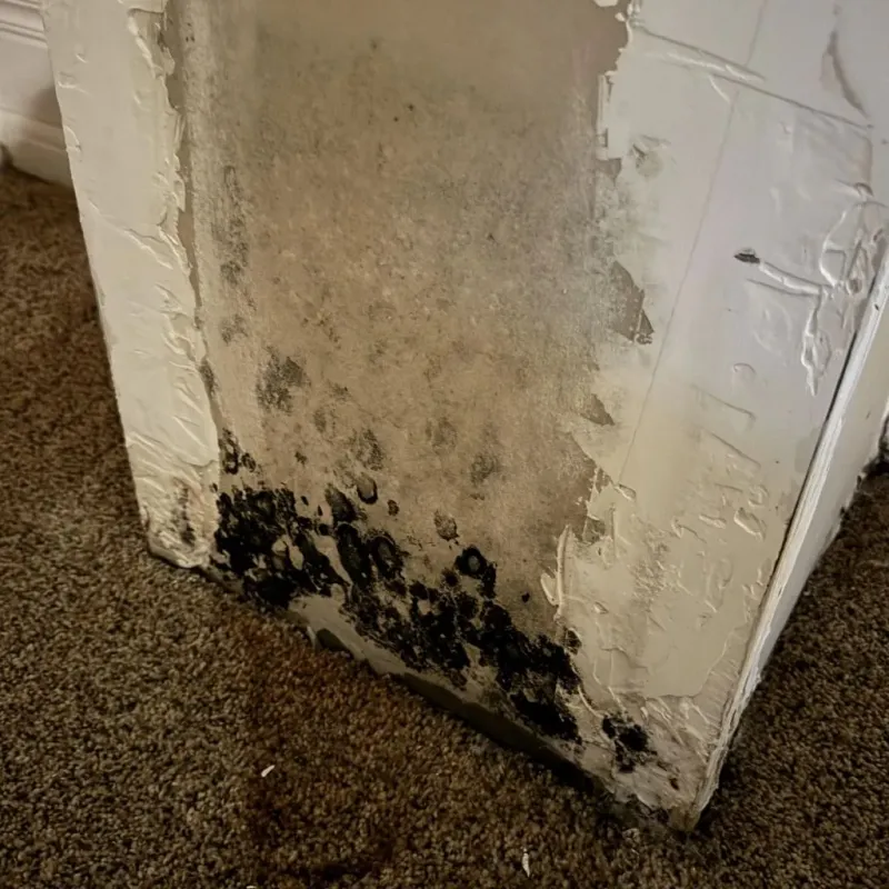 Professional Mold Removal in Craigsville, WV